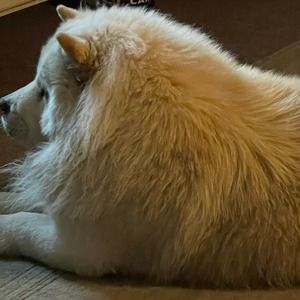 Meet your Posher, Todd